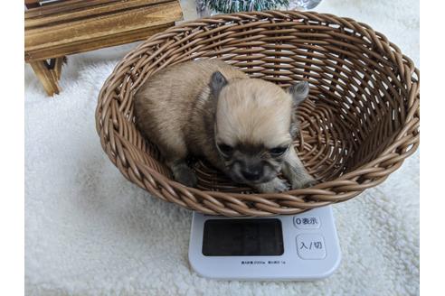 成約済の静岡県のチワワ(ロングコート)-85549の3枚目