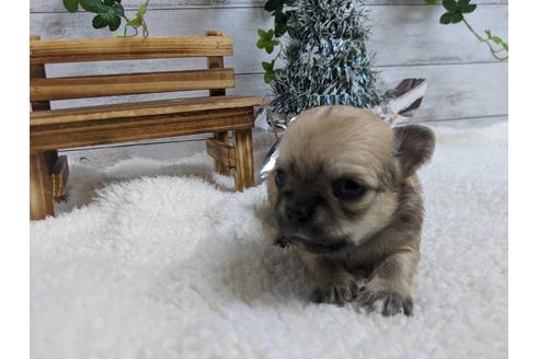 成約済の静岡県のチワワ(ロングコート)-85549の1枚目