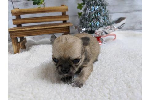 成約済の静岡県のチワワ(ロングコート)-85549の2枚目