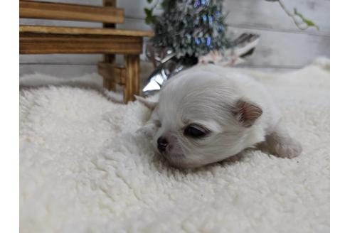 成約済の静岡県のチワワ(ロングコート)-85553の3枚目