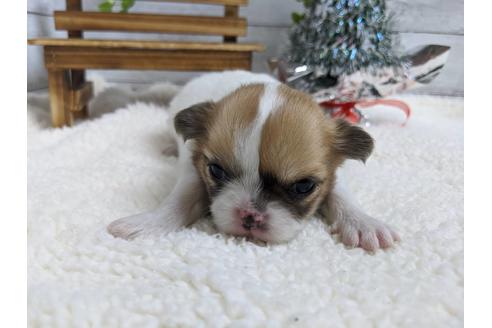 成約済の静岡県のチワワ(ロングコート)-85555の4枚目