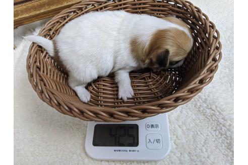 成約済の静岡県のチワワ(ロングコート)-85555の3枚目