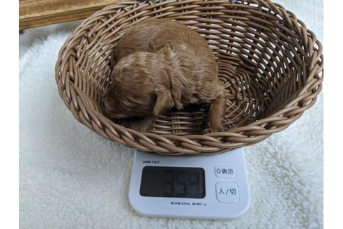 成約済の静岡県のトイプードル-85558の1枚目