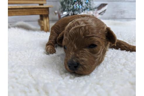 成約済の静岡県のトイプードル-85558の4枚目