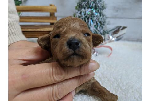 成約済の静岡県のトイプードル-85558の3枚目