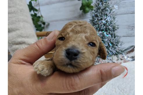 成約済の静岡県のトイプードル-85559