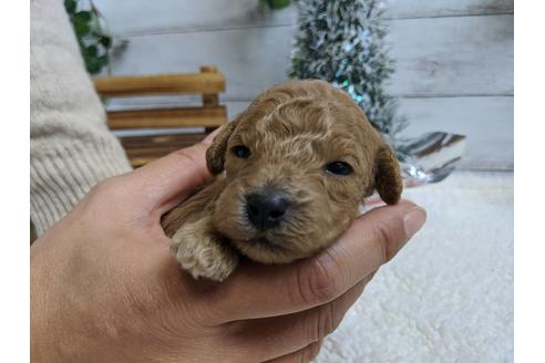 成約済の静岡県のトイプードル-85559の3枚目