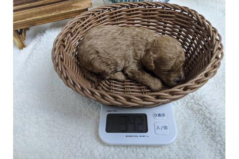 成約済の静岡県のトイプードル-85559の2枚目