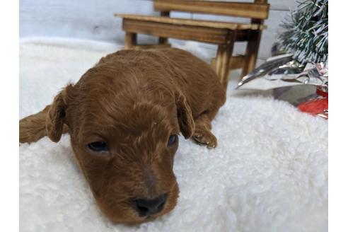 成約済の静岡県のトイプードル-85560の4枚目