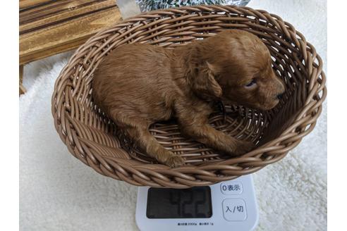 成約済の静岡県のトイプードル-85560の3枚目