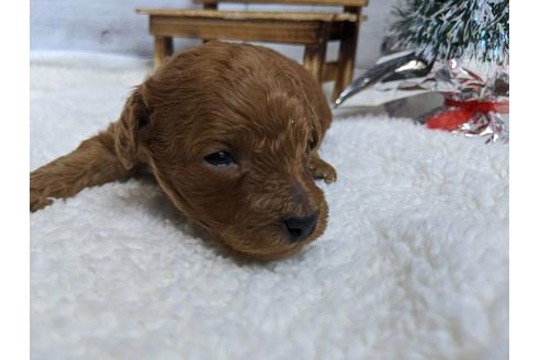 成約済の静岡県のトイプードル-85560の2枚目