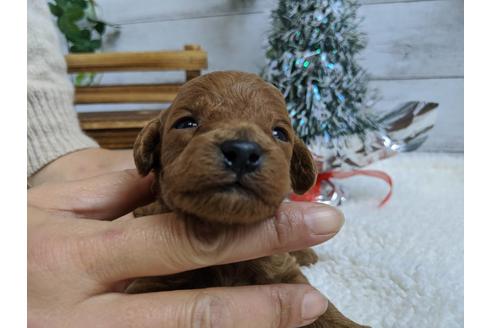 成約済の静岡県のトイプードル-85560