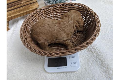 成約済の静岡県のトイプードル-85561の4枚目