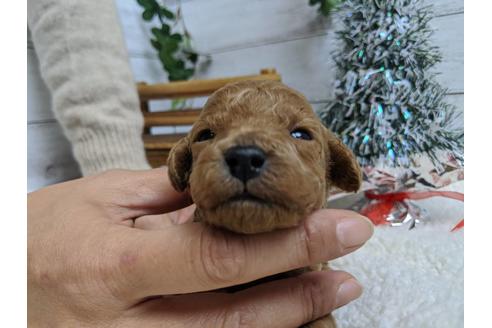 成約済の静岡県のトイプードル-85561