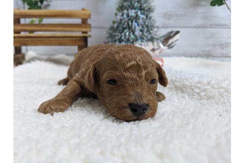 成約済の静岡県のトイプードル-85561の3枚目