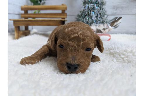 成約済の静岡県のトイプードル-85561の2枚目