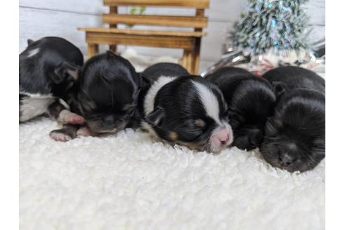 成約済の静岡県のチワワ(ロングコート)-85563の5枚目