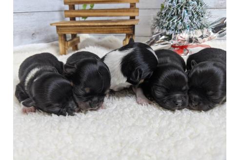 成約済の静岡県のチワワ(ロングコート)-85563の4枚目