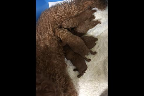 成約済の静岡県のトイプードル-85569の2枚目