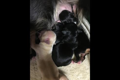 成約済の静岡県のチワワ(ロングコート)-85572の4枚目