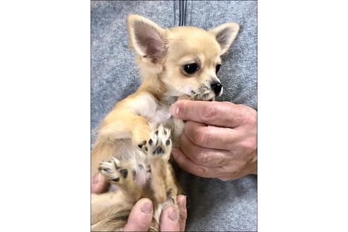 成約済の広島県のチワワ(ロングコート)-85254の3枚目