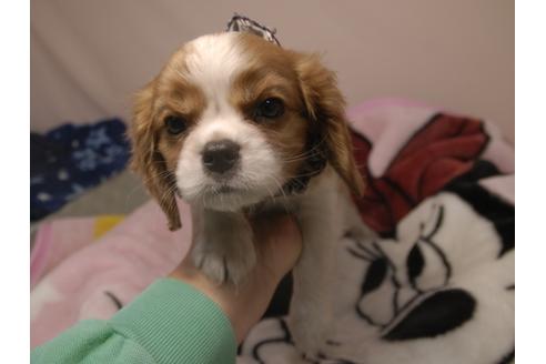 成約済の埼玉県のキャバリアキングチャールズスパニエル-84584