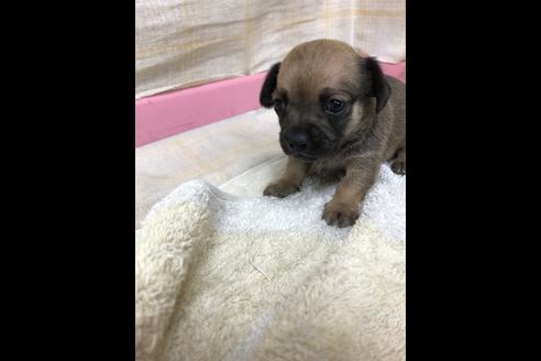成約済の愛知県のチワックス:チワワ×ミニチュアダックスフンド-85595