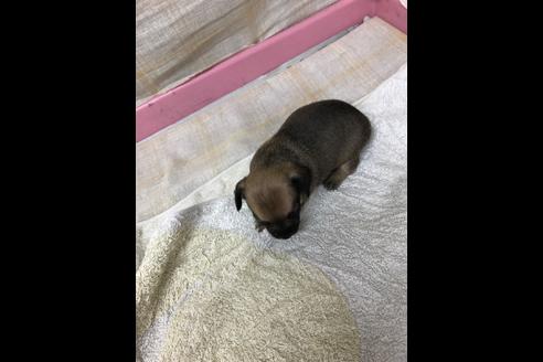 成約済の愛知県のチワックス:チワワ×ミニチュアダックスフンド-85595の4枚目