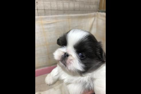 成約済の愛知県のペキニーズ-85600の5枚目