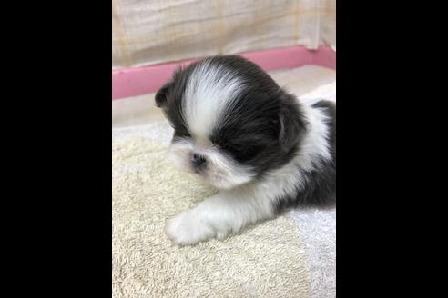 成約済の愛知県のペキニーズ-85600の4枚目