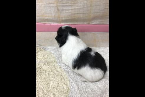 成約済の愛知県のペキニーズ-85601の5枚目