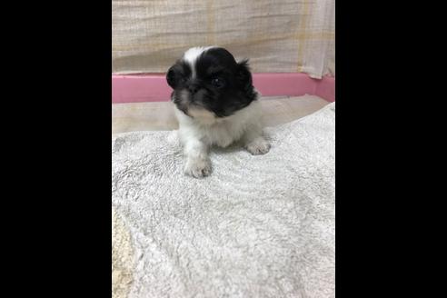 成約済の愛知県のペキニーズ-85601の3枚目