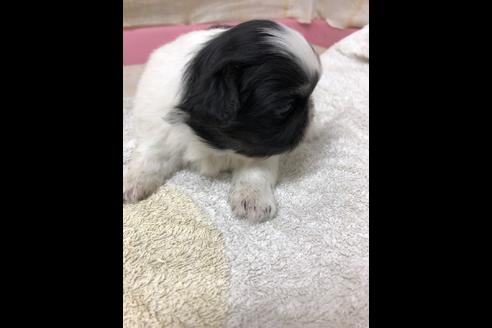 成約済の愛知県のペキニーズ-85601の2枚目