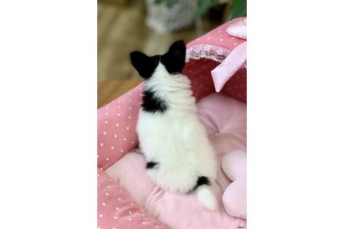 成約済の大阪府のパピヨン-85640の2枚目