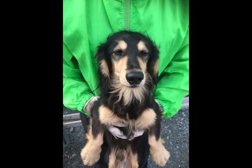 成約済の静岡県のミニチュアダックスフンド(ロングヘアード)-85669の2枚目