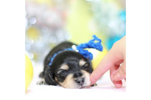 成約済の大分県のカニンヘンダックスフンド(ロングヘアード)-85671の8枚目