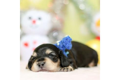 成約済の大分県のカニンヘンダックスフンド(ロングヘアード)-85671の7枚目