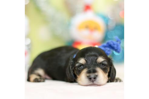 成約済の大分県のカニンヘンダックスフンド(ロングヘアード)-85671の6枚目