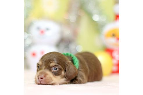 成約済の大分県のカニンヘンダックスフンド(ロングヘアード)-85673の5枚目