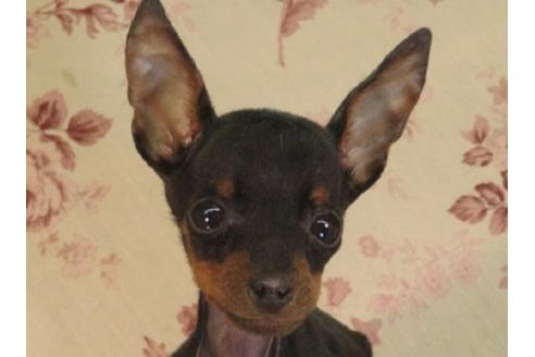 大阪府のミニチュアピンシャー ミニピン 男の子 19 09 01生まれ ブラックタン 子犬id ブリーダーナビ 大阪府のミニチュアピンシャー ミニピン 男の子 19 09 01生まれ ブラックタン 子犬id ブリーダーナビ