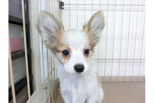 成約済の千葉県のパピヨン-82839の1枚目