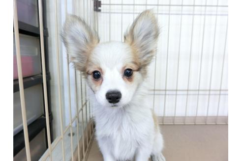 成約済の千葉県のパピヨン-82839の3枚目