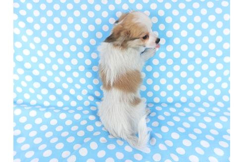 成約済の千葉県のパピヨン-82839の2枚目