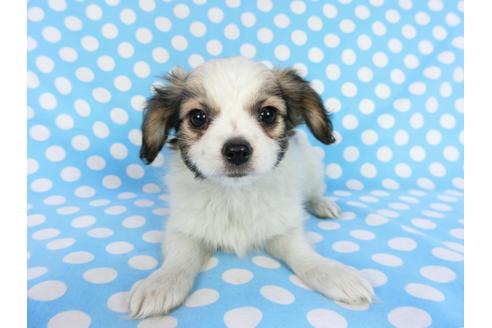 成約済の千葉県のパピヨン-83729の1枚目