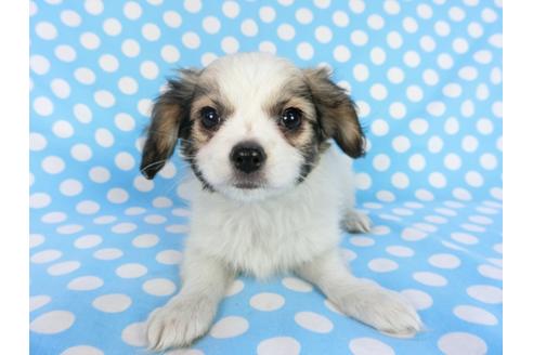 成約済の千葉県のパピヨン-83729の4枚目