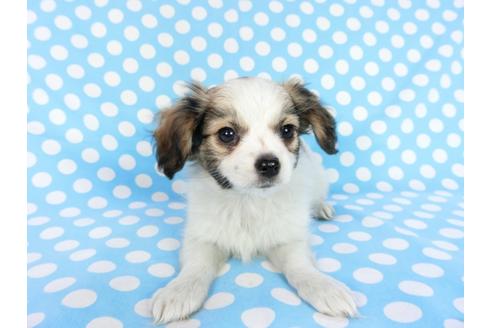 成約済の千葉県のパピヨン-83729の3枚目