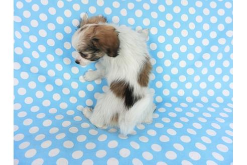 成約済の千葉県のパピヨン-83729の2枚目