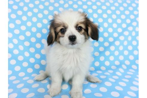 成約済の千葉県のパピヨン-83731の1枚目