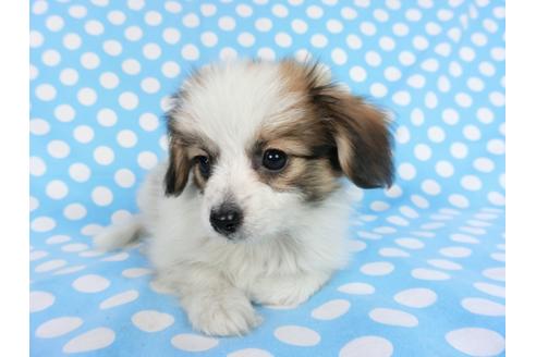 成約済の千葉県のパピヨン-83731の4枚目