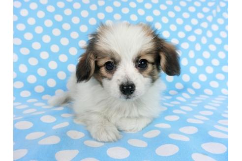 成約済の千葉県のパピヨン-83731の3枚目